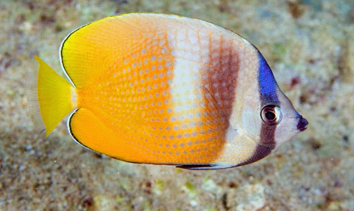 Blue Head (Klein's) Butterfly