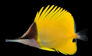 Longnose Yellow Butterfly