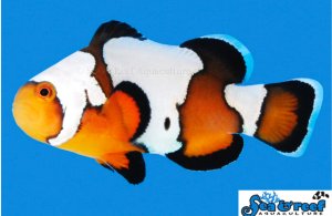 Black Ice (AC) Clown