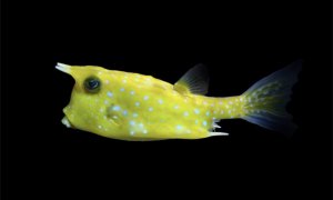 Longhorn Lg Cowfish