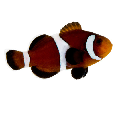 Caramel Mocha (AC) Clown