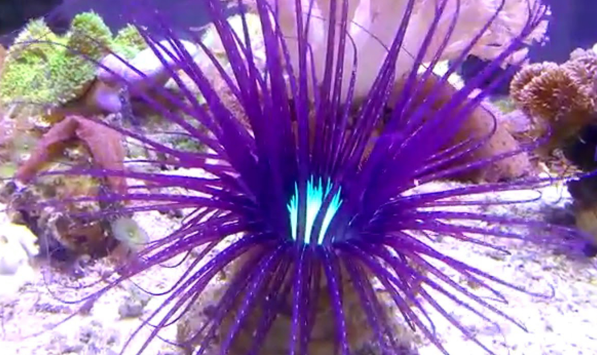 Tube Purple Anemone