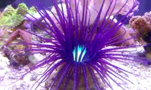 Tube Purple Anemone