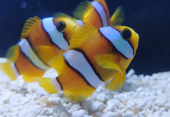 Clarkii (AC) Clown