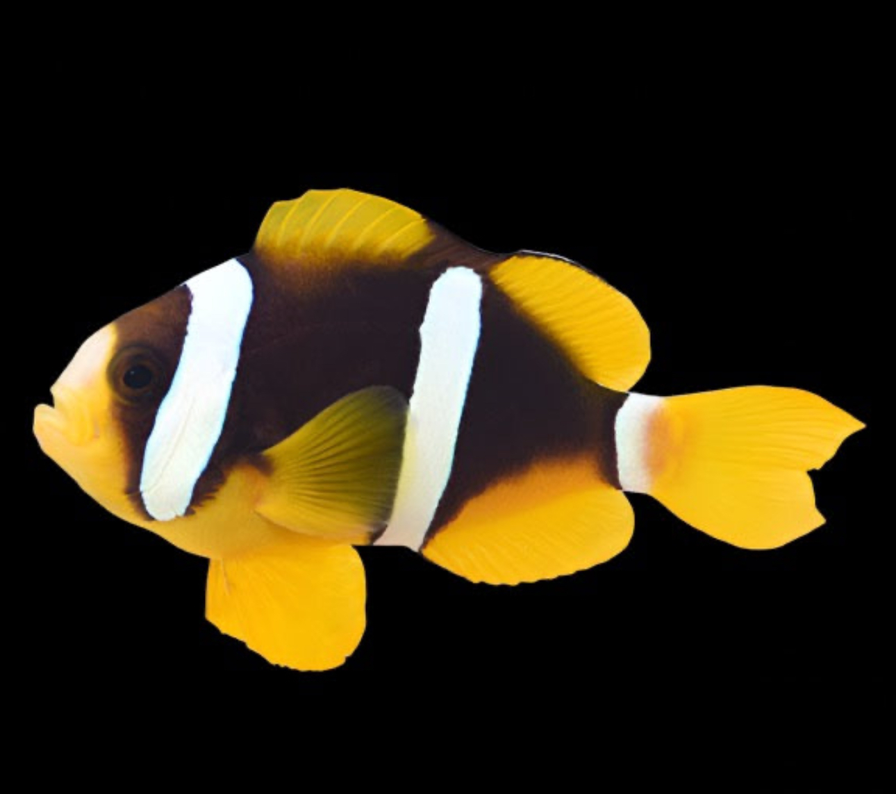 Clarkii Black (AC) Clown