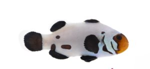 Dalmatian (AC) Clown
