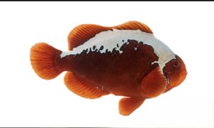 Maroon Mohawk (AC) Clown