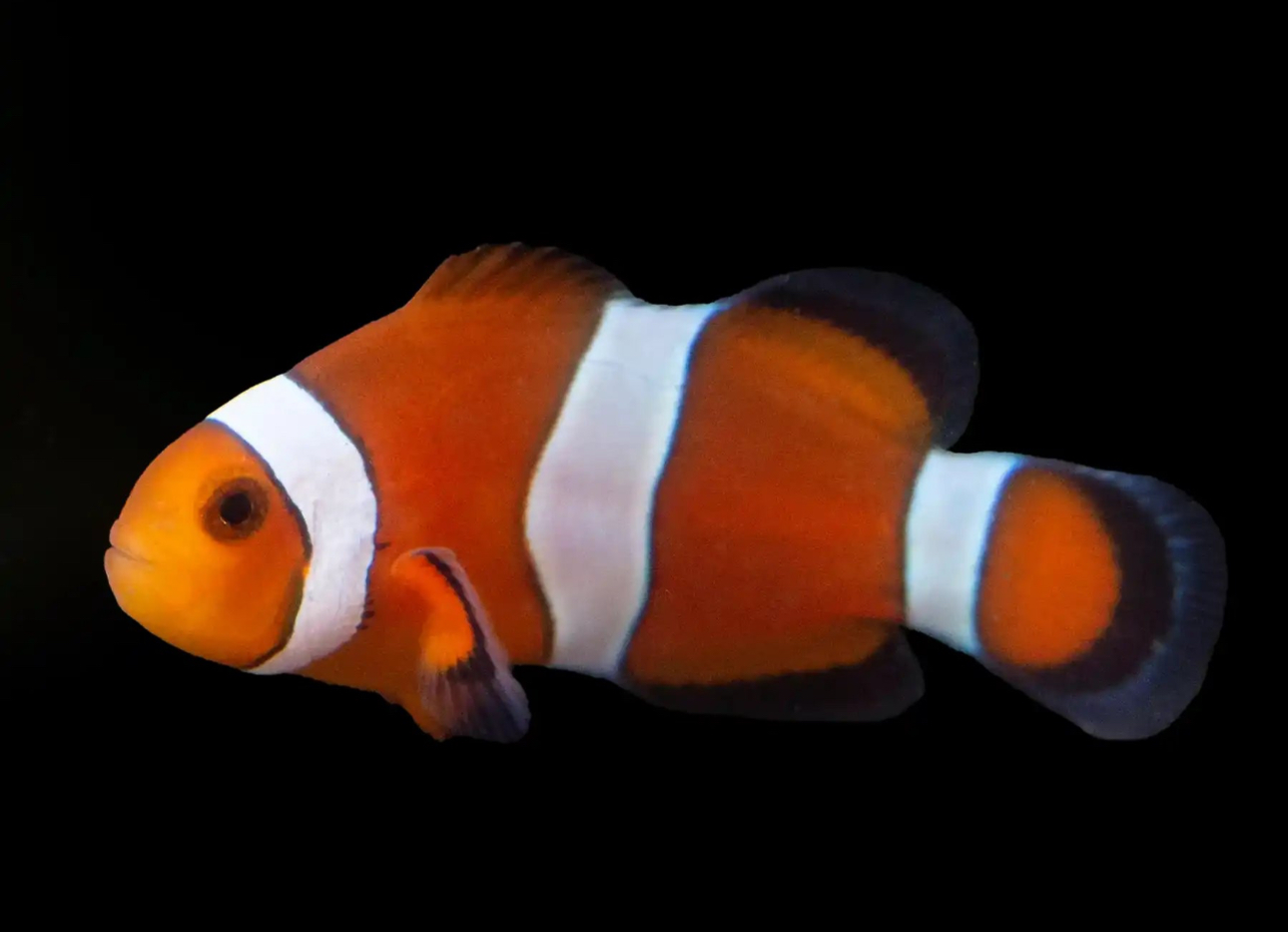 Ocellaris (AC) Clown