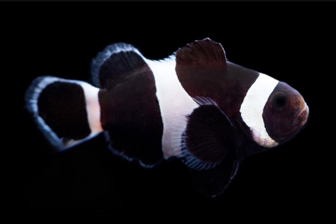 Ocellaris Black (AC) Clown