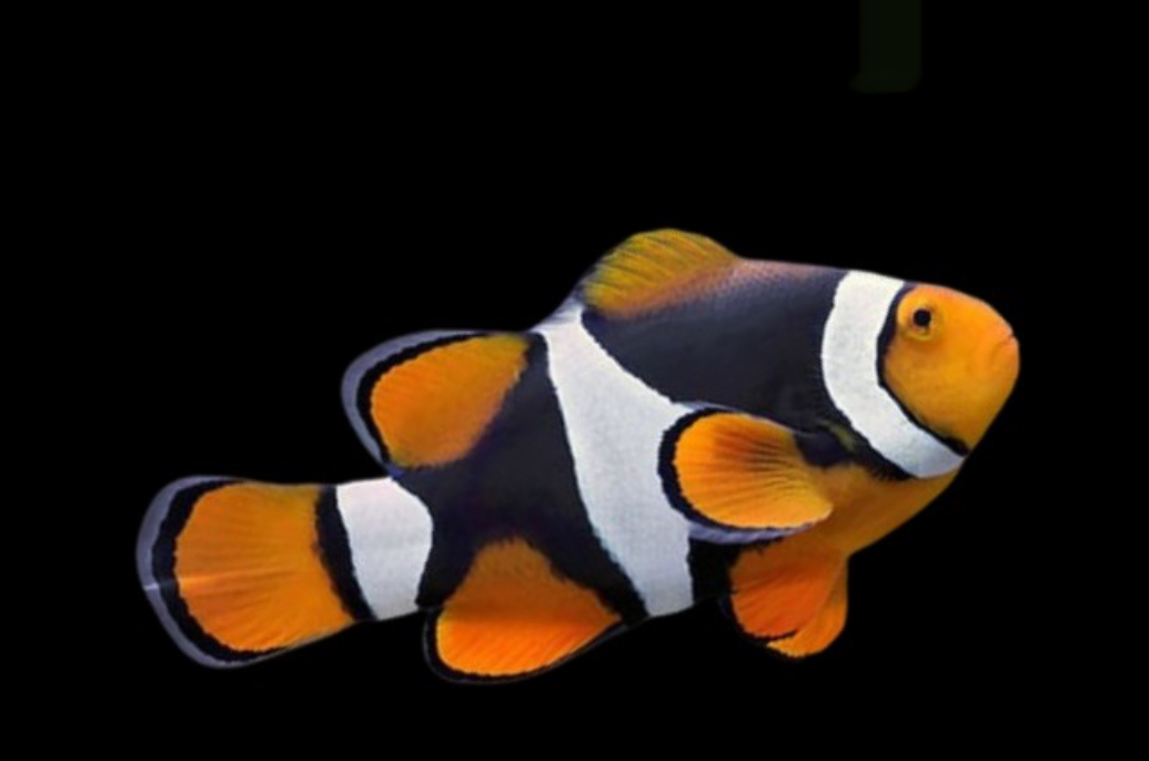 Percula Onyx (AC) Clown