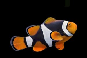 Percula Onyx (AC) Clown