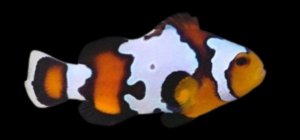 Percula Picasso (AC) Clown