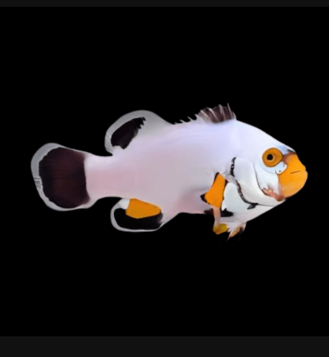 Percula Platinum (AC) Clown