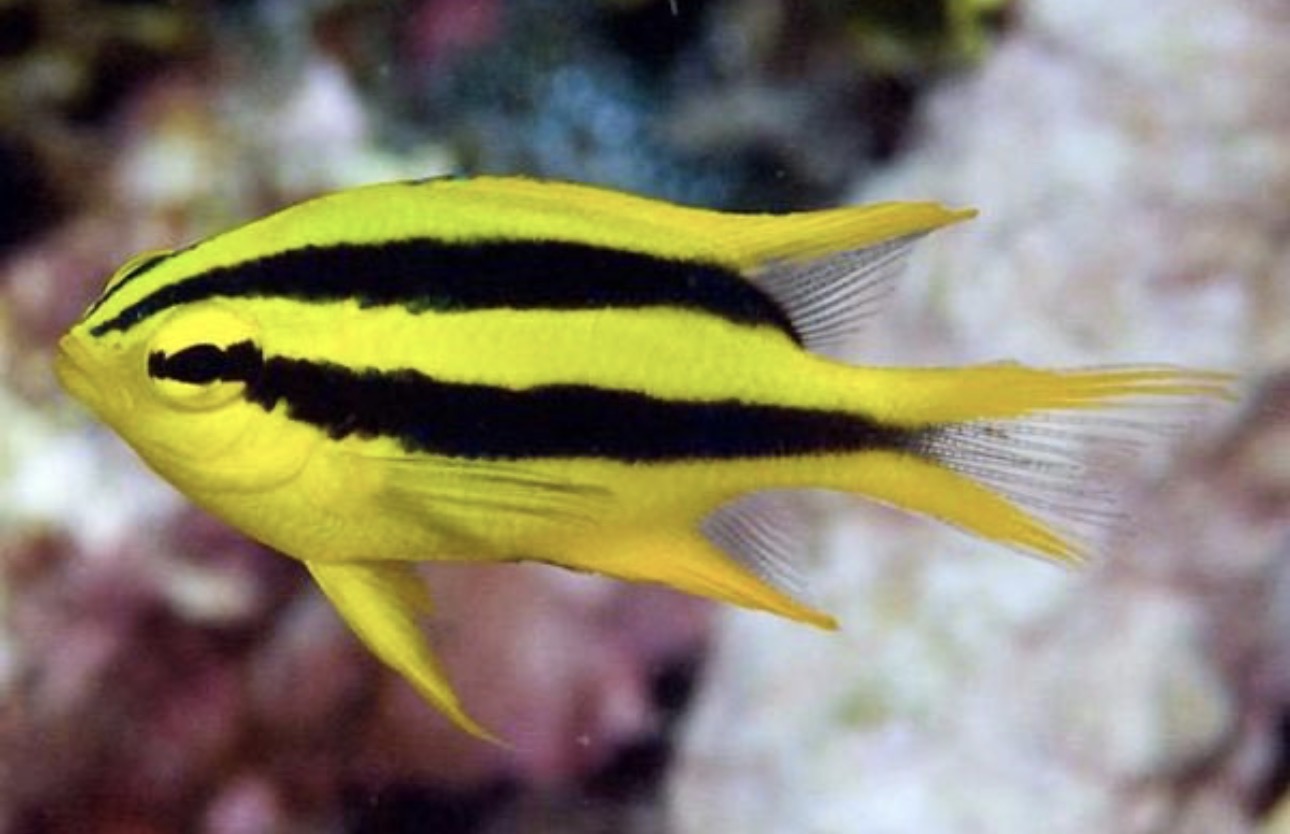 Black & Gold Chromis