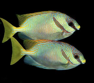 Scribbled Rabbitfish