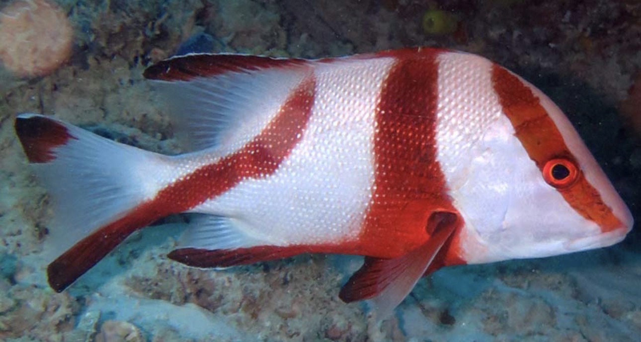 Red Emperor Lg Snapper