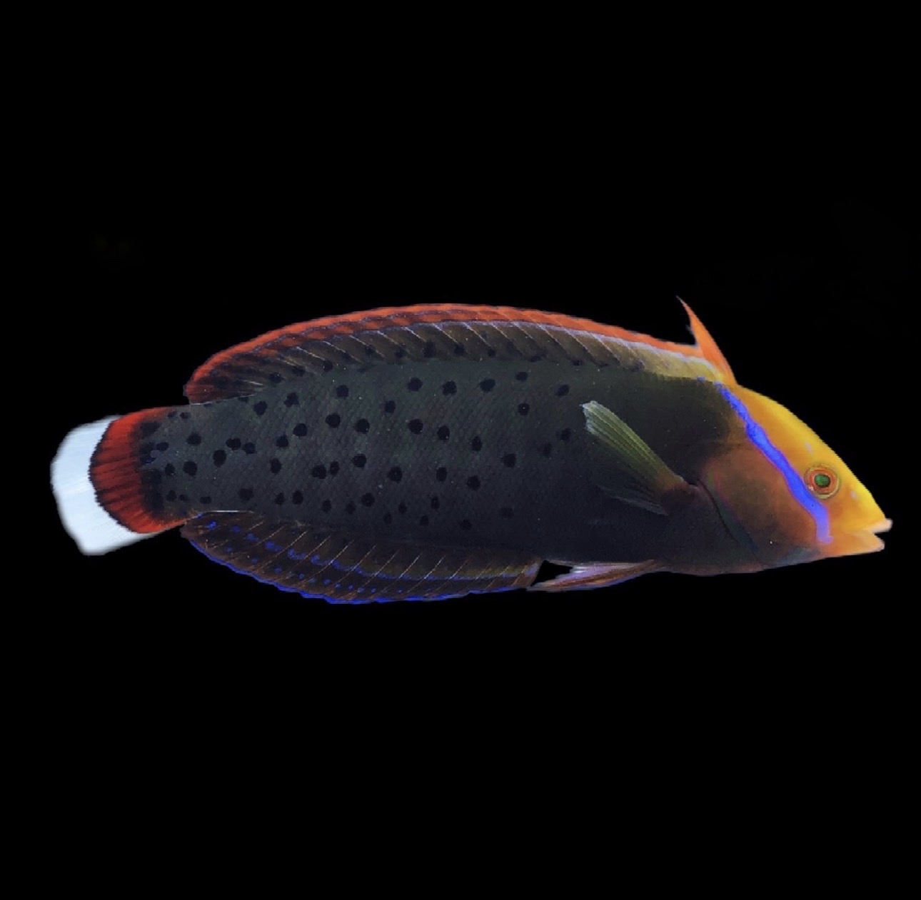 Coris Formosa-Adult Wrasse