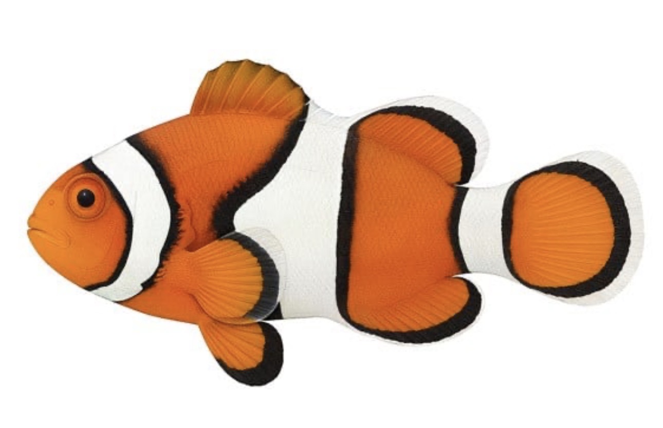 Percula True (AC) Clown