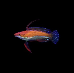 Longfin Fairy Wrasse