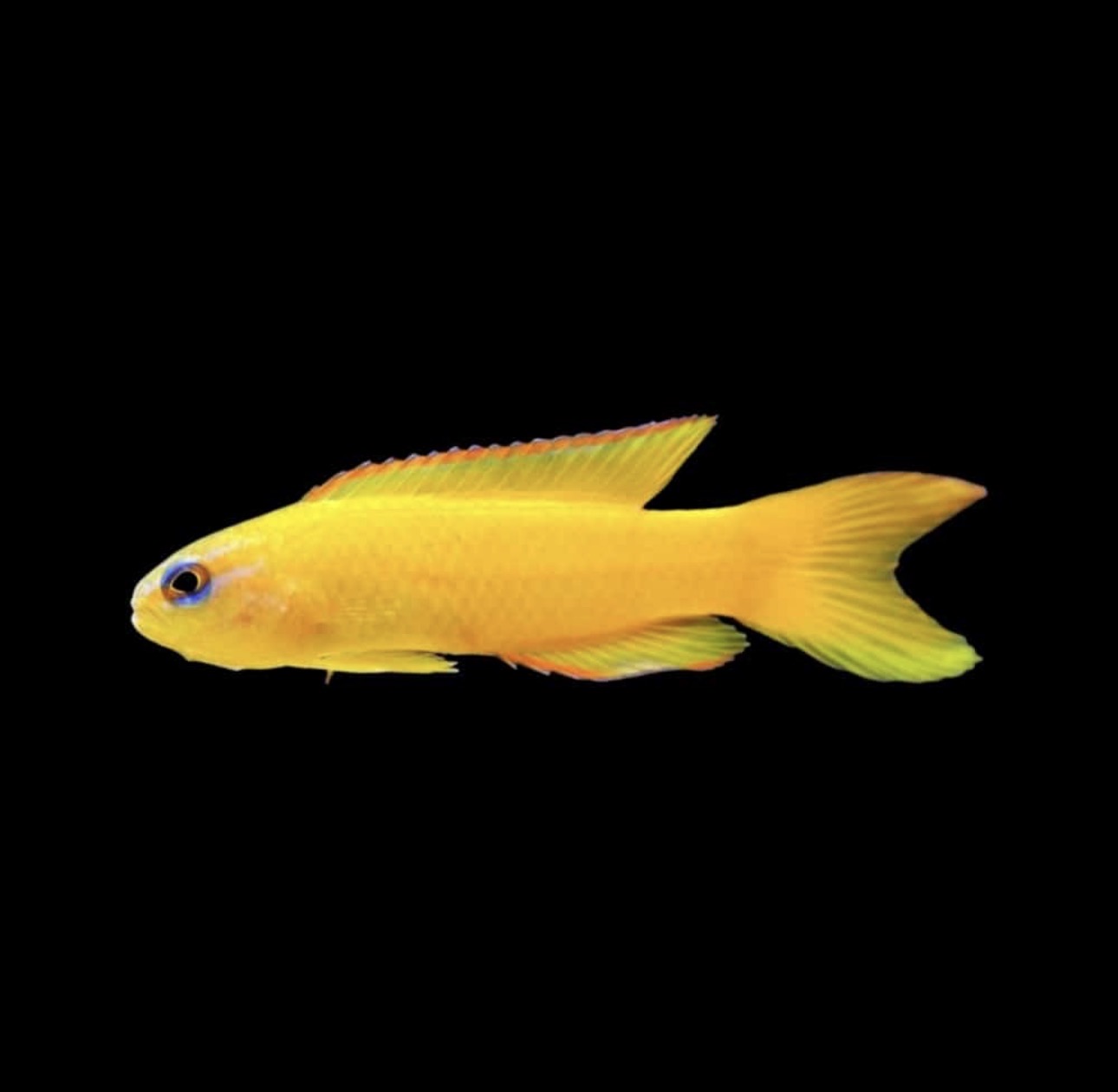 Assessor Yellow (AC) Basslet