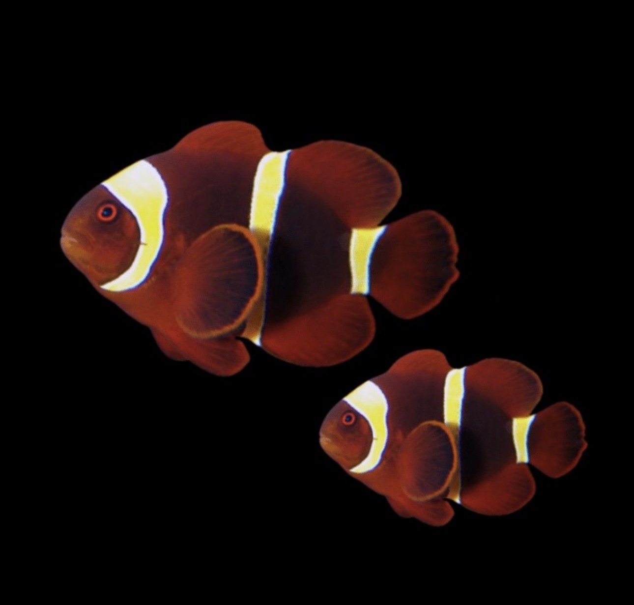 Maroon Gold Stripe (AC) Clown