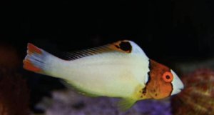Bicolor Parrotfish