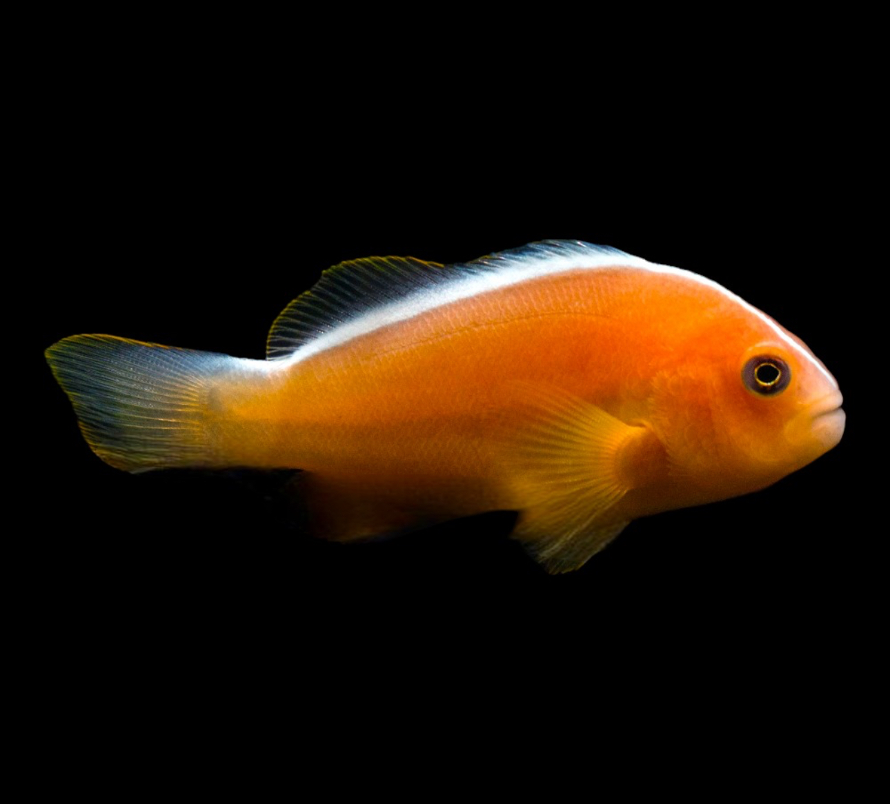 Skunk Orange (AC) Clown