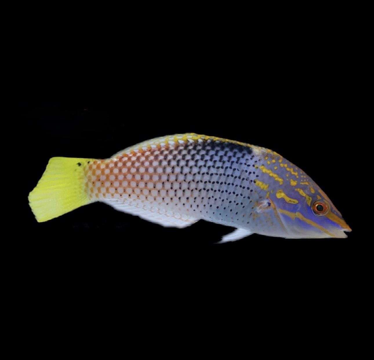 Checkered Marble Adult Wrasse
