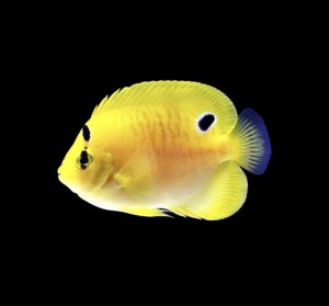 Flagfin-Juv Angel