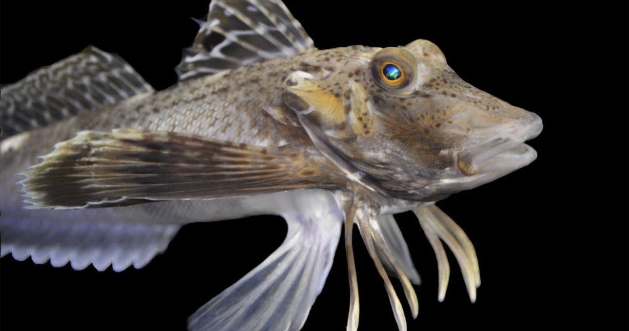 Sea Robin Sm