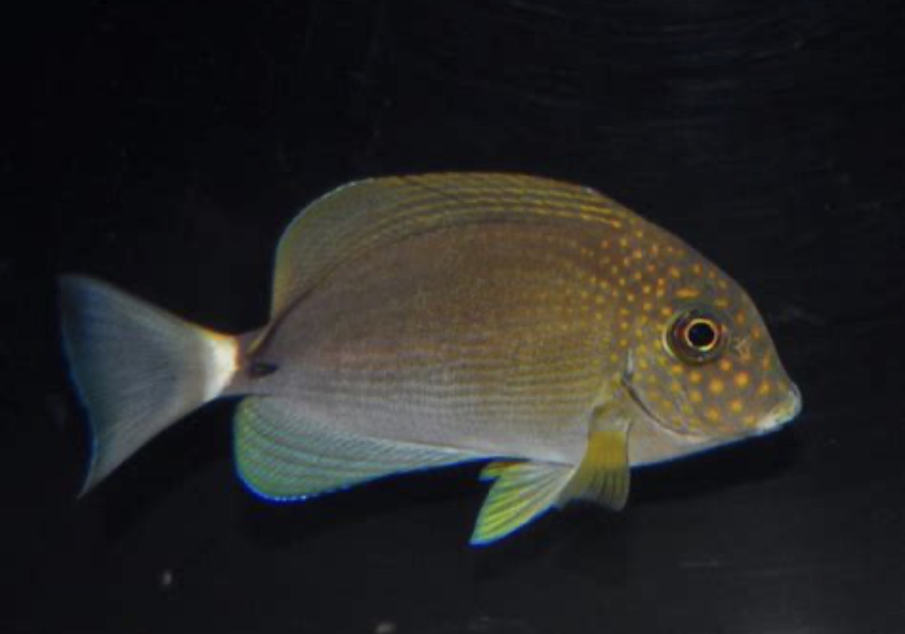 Maculiceps Sm Tang