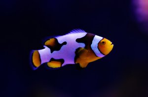 Snowflake (AC) Clown