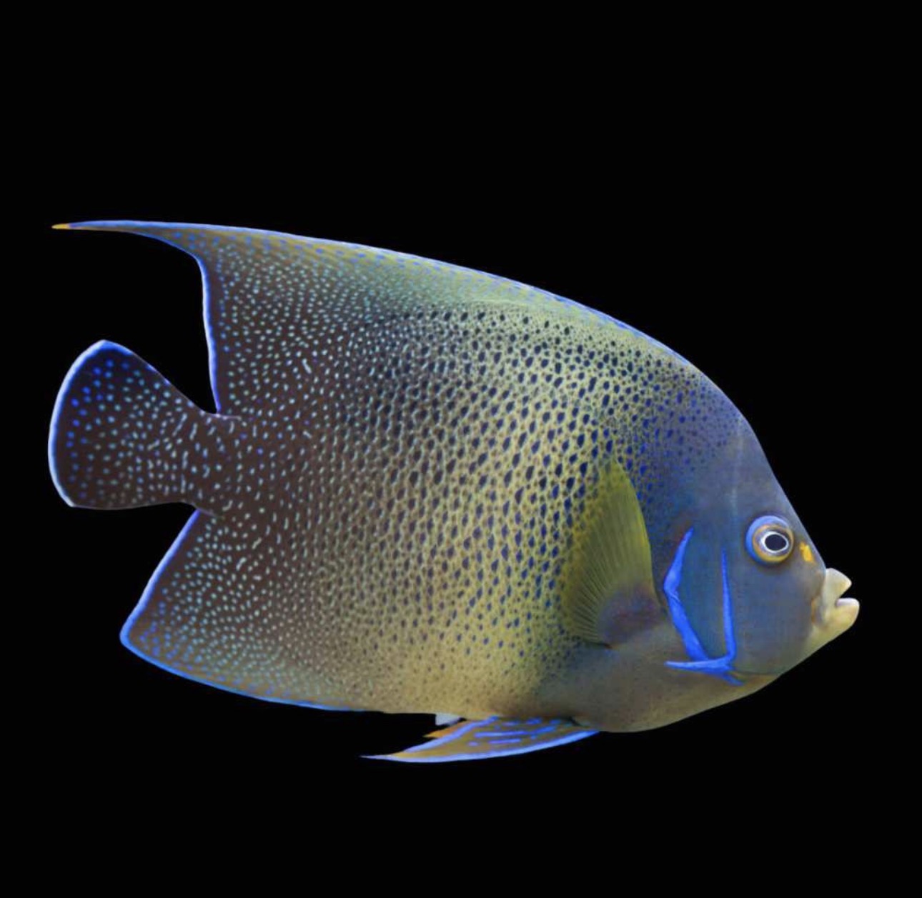 Semicirculatus-Adult Angel
