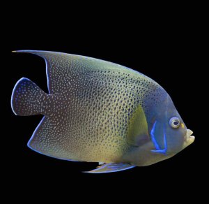 Semicirculatus-Adult Angel