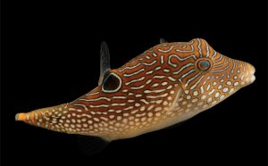 Toby Pearl Puffer