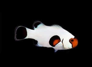 Wyoming White (AC) Clown