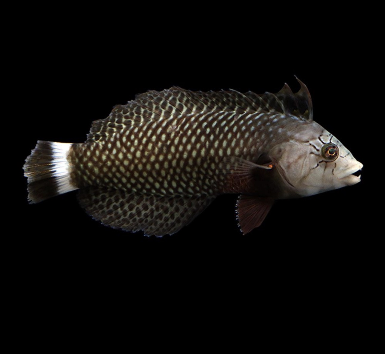 Dragon Lg Wrasse