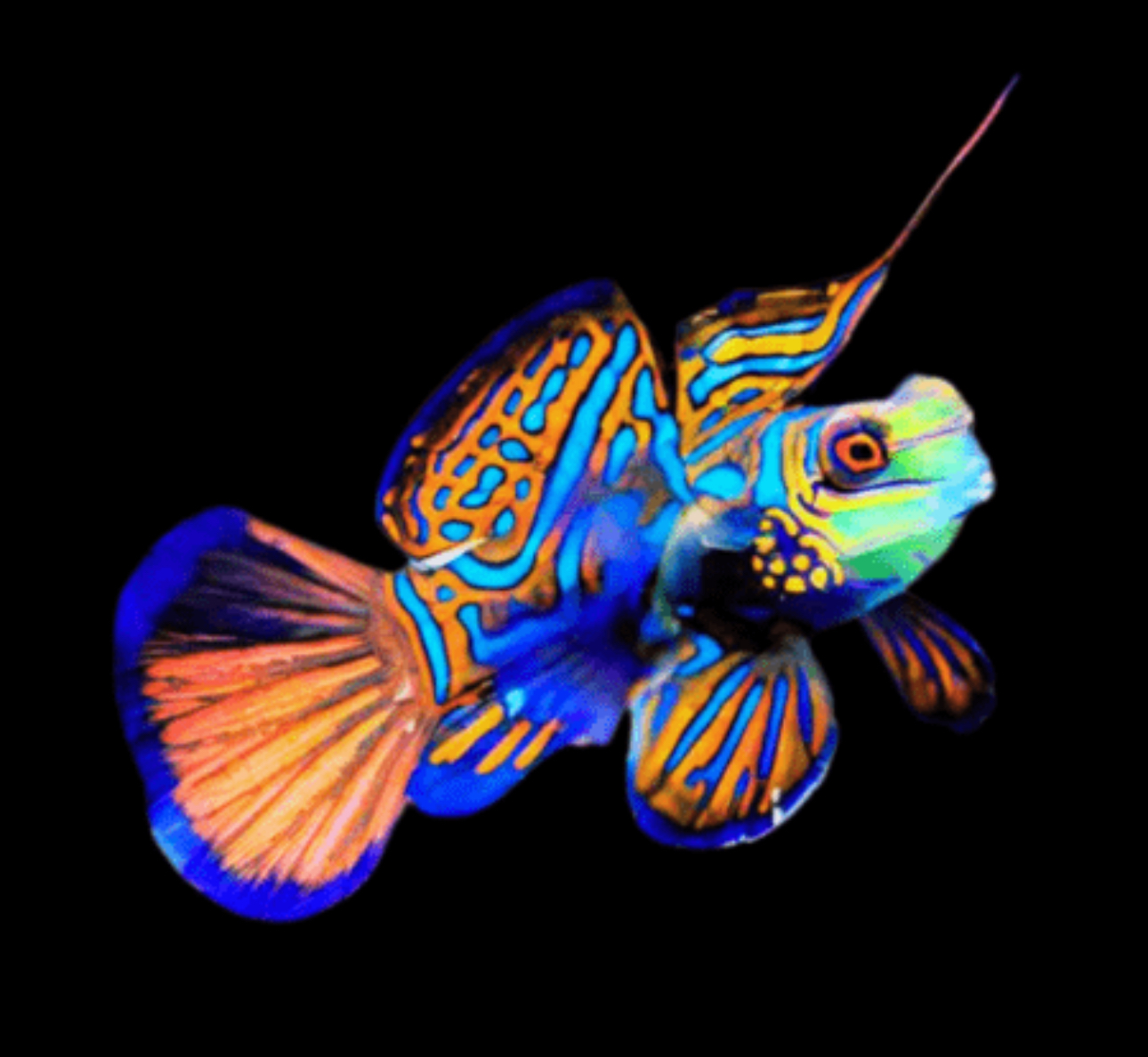 Beautiful blue mandarin goby dragonet with vibrant psychedelic patterns
