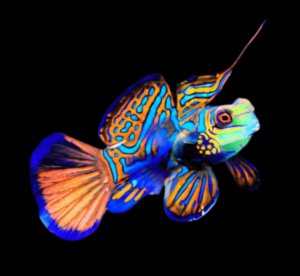 Mandarin Blue Dragonet