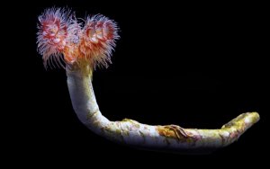 Coco Hard Tube Lg Worm