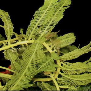 Caulerpa Feather Macroalgae