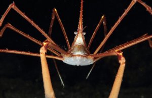 Arrow Crab