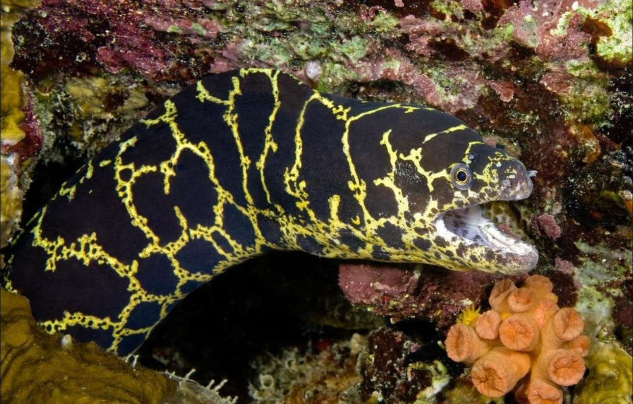 Moray Chain Link Eel
