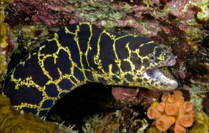 Moray Chain Link Eel