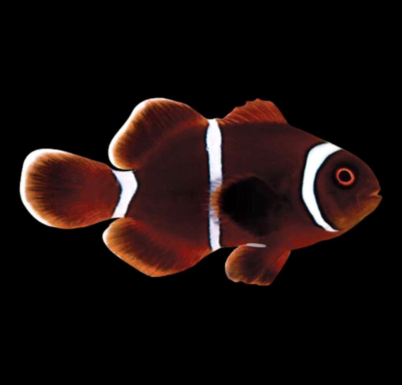Maroon Clown
