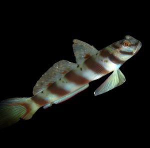 Diagonal Bar Goby