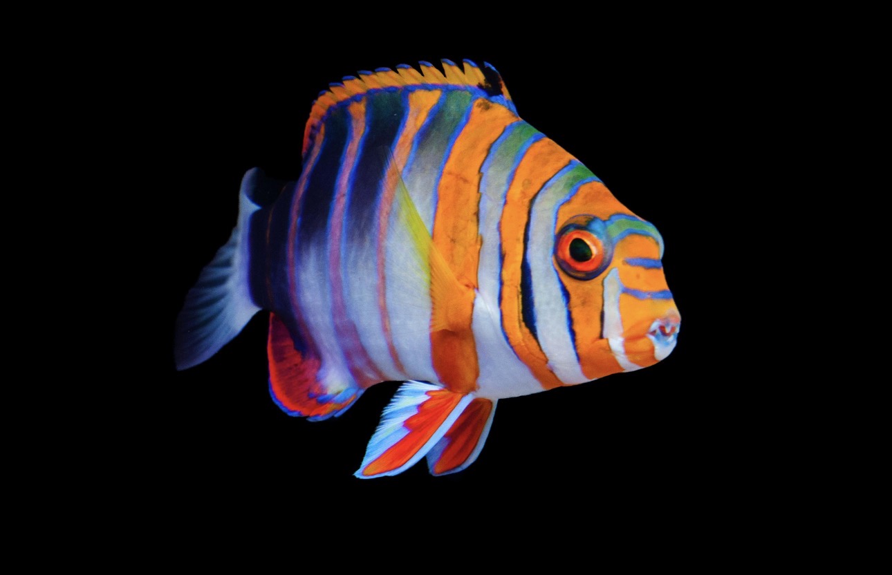 Tusk Lg Harlequin