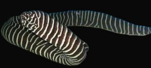 Moray Zebra Lg Eel