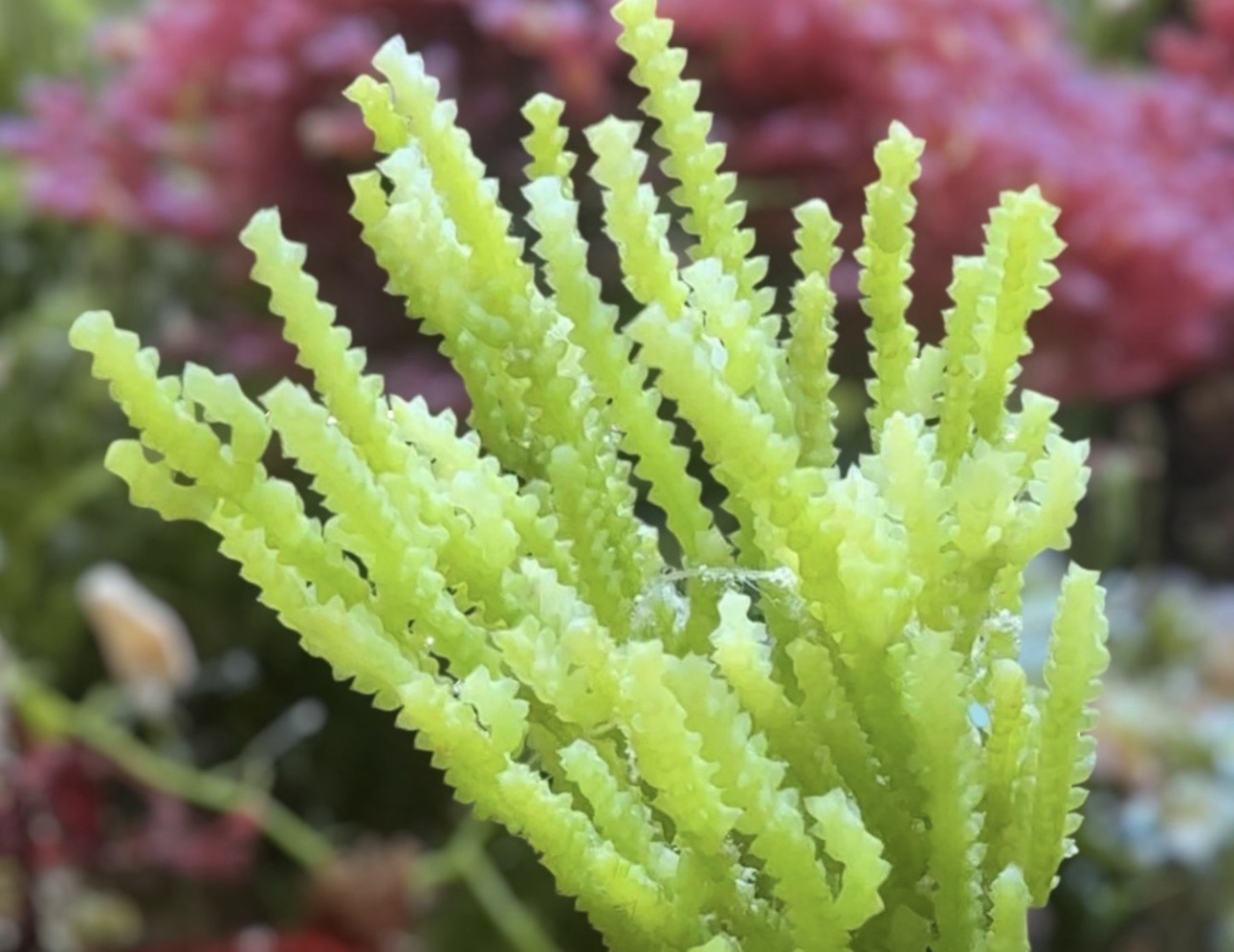 Caulerpa Cactus Macroalgae