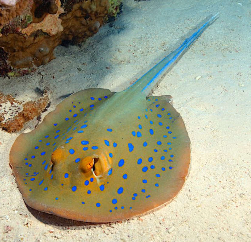 Blue Spotted Stingray